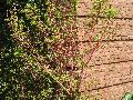 Coral Bark Japanese Maple